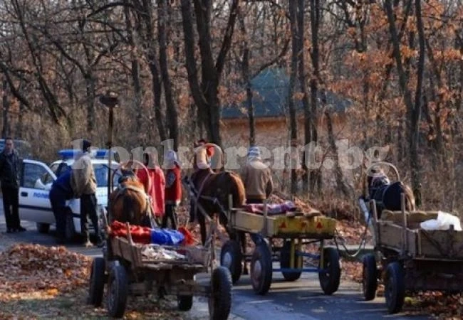 Сгащиха бракониери на дърва с каруци