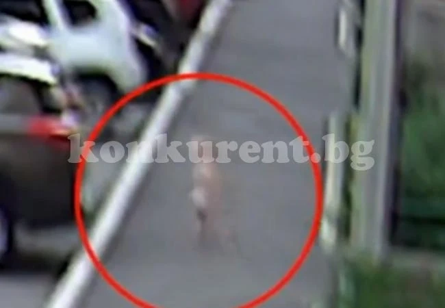 Заснеха на ВИДЕО как дете на година и половина бяга от детската градина