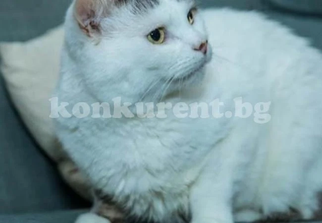 Котарак направи нещо необичайно, за да спаси живота на болната си стопанка
