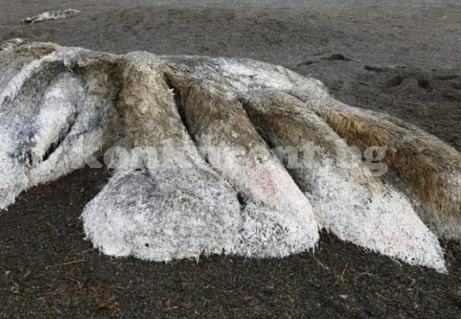 Невиждано досега космато чудовище с дълга опашка бе изхвърлено на брега от морска буря (ВИДЕО)