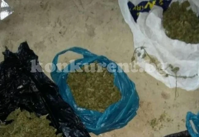 Над половин килограм канабис иззели видински криминалисти.