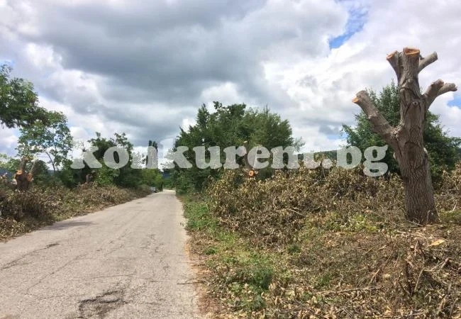 Продават орехи, добити след изрязване на крайпътни дървета