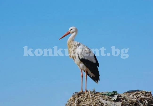 Кмет на наше село спаси щъркел
