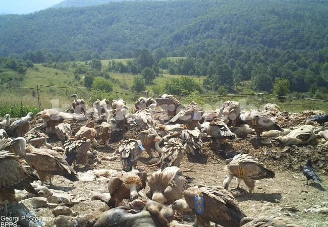 Организират наблюдение на лешояди
