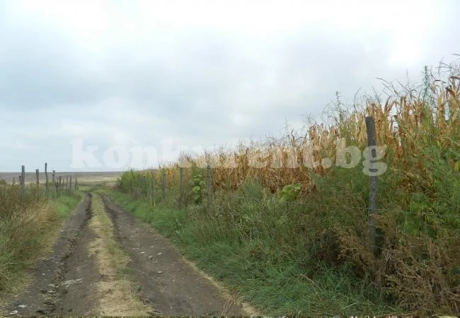 Полицията ожъна нива с кабис (ОБНОВЕНА/СНИМКИ)  