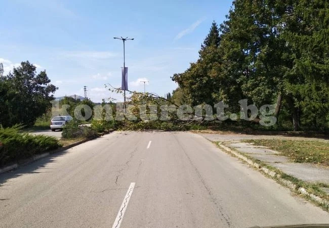 Огромна топола препречи изхода на Монтана