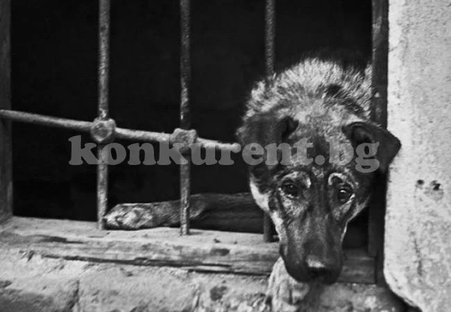 Властите призоваха да не се яде кучешко
