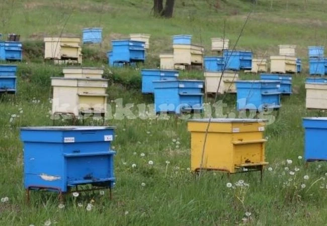 Откраднаха кошери с пчелни семейства