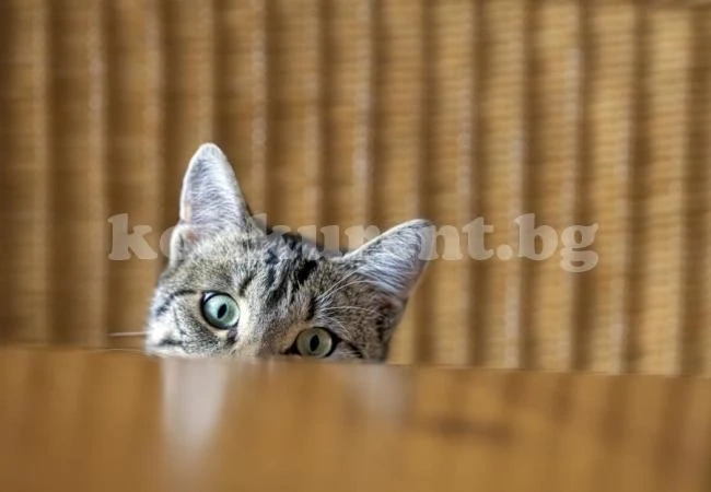 Защо котките обичат да събарят разни неща