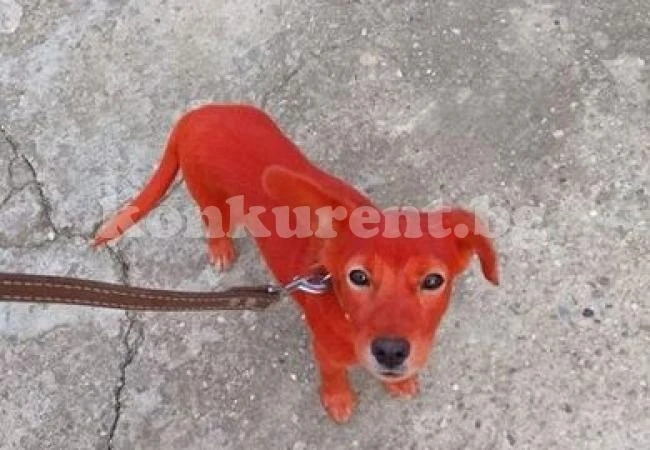 Задържаха 16-годишния, боядисал куче в Тутракан: Забавлявах се