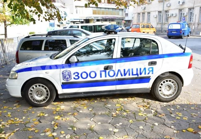 Вижте кой разследва смъртта на кучета и котки във Враца СНИМКИ