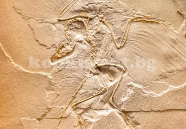 Ще се върнат ли измрелите видове животни