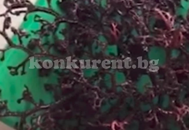 Учените се чудят и маят какво е това създание, което морето изхвърли на виетнамски плаж (ВИДЕО)