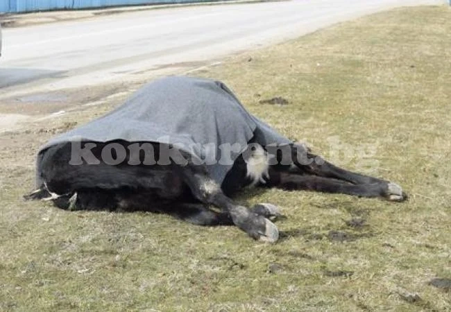 Крава на пътя прати шофьор в болница