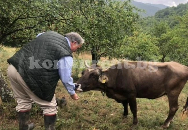 Международно известната крава Пенка очаква теленце