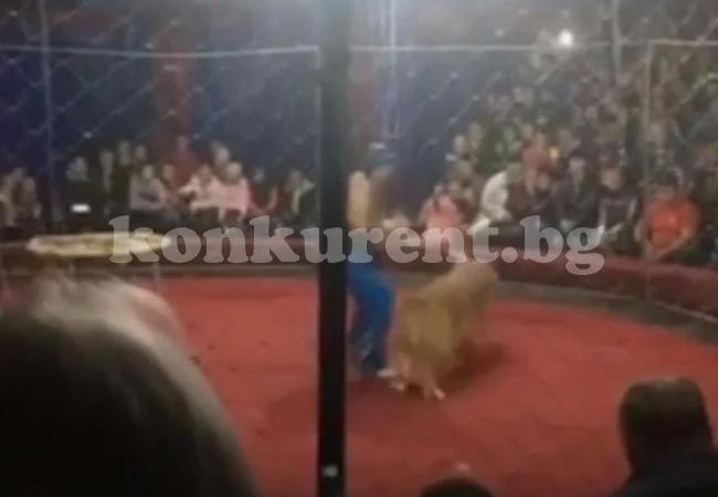 Лъвица нападна четиригодишно момиче в цирк (ВИДЕО)