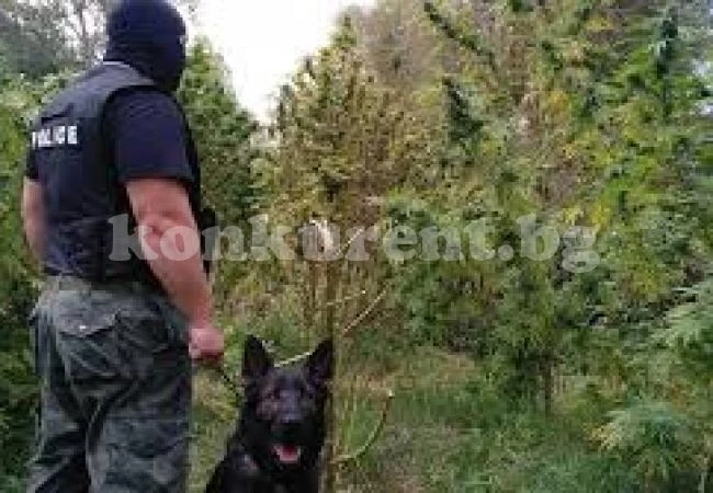 Полицията спипа над 7 килограма марихуана