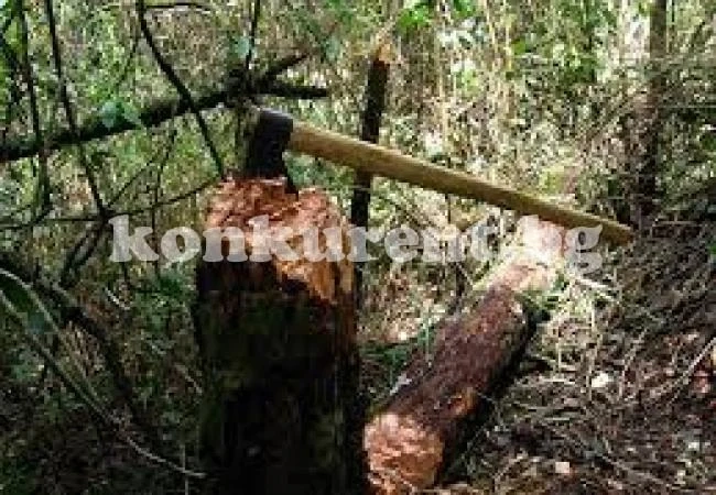 Полицаите от Кула спипаха на място 4 бракониери на дърва
