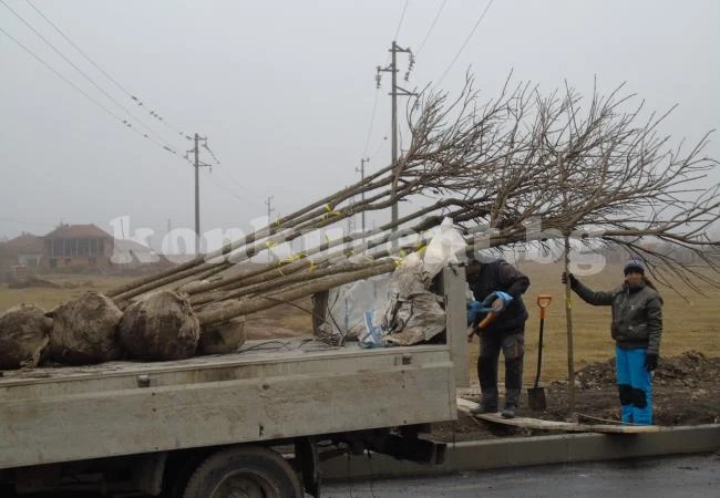 Започнаха да залесяват край улици в Бяла Слатина