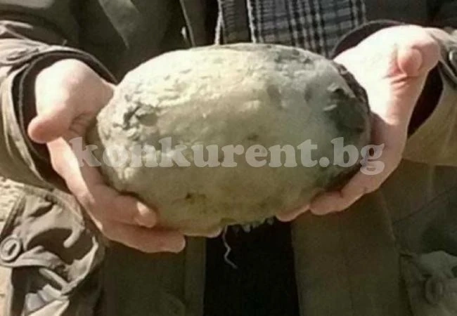 Семейна двойка намери смрадлив камък на плажа и забогатя с 50000 паунда