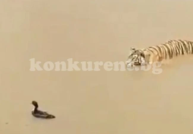Социалните мрежи полудяха по това ВИДЕО с патица и тигър