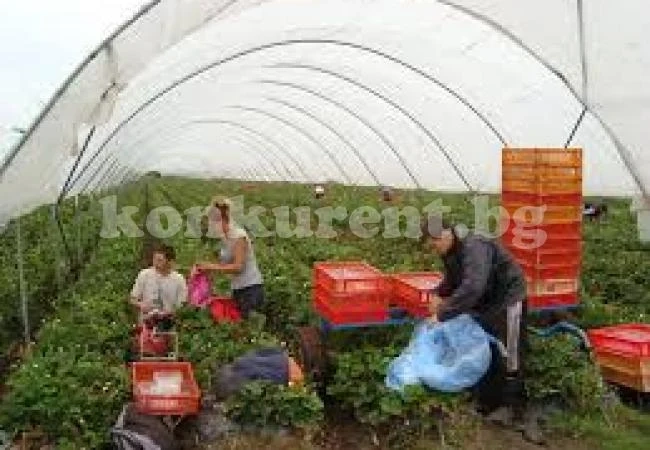 Търсят работници за бране на ягоди в Испания, предлагат...