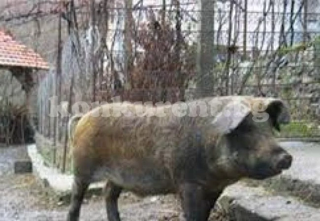 Коледата наближава! Отмъкнаха прасе от чужда ферма