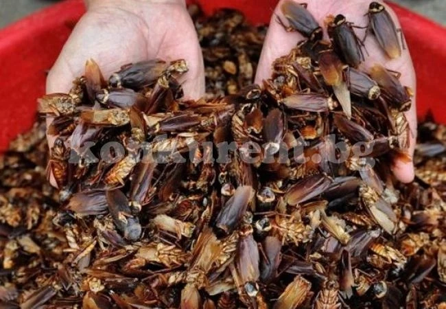 Китай увеличава развъждането на хлебарки