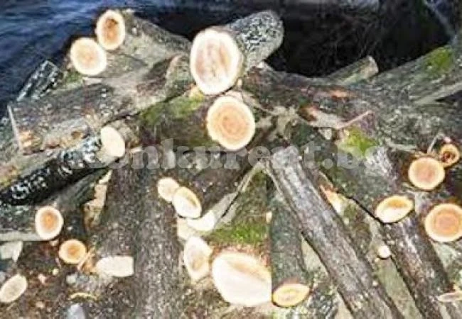 Откриха незаконни дърва при спецоперация