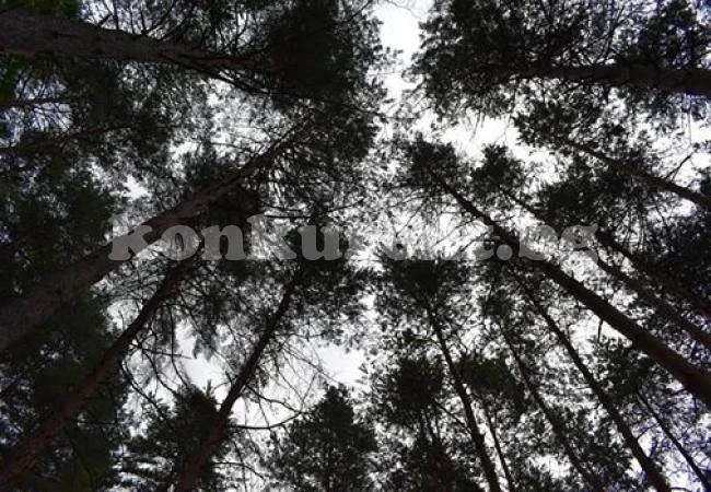 Облачно със сняг и условия за виелици