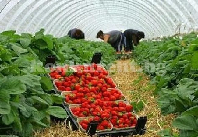 Търсят се 800 души за бране на ягоди в Испания