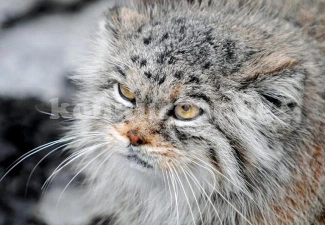 Котарак уби крадец, вкара втори в реанимация (СНИМКА)