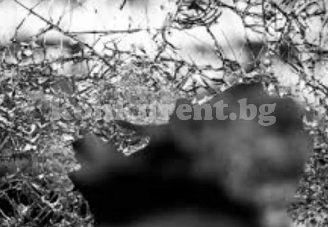 Апаш потроши прозорец и телевизор