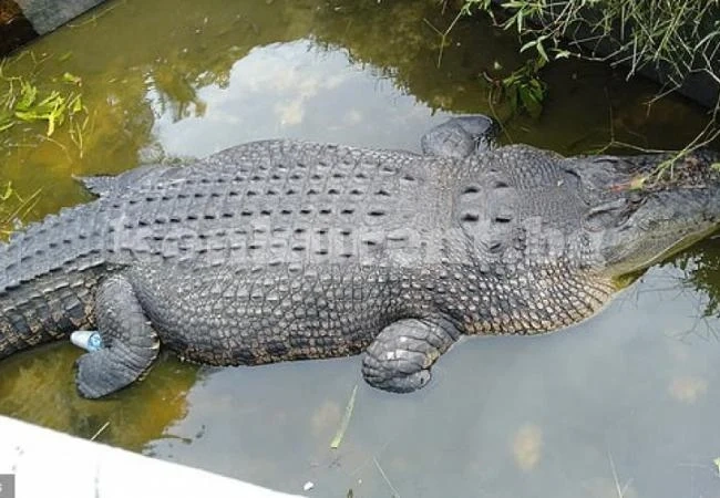 Огромен крокодил замъкна жена учен във водата и я изяде жива (СНИМКИ)