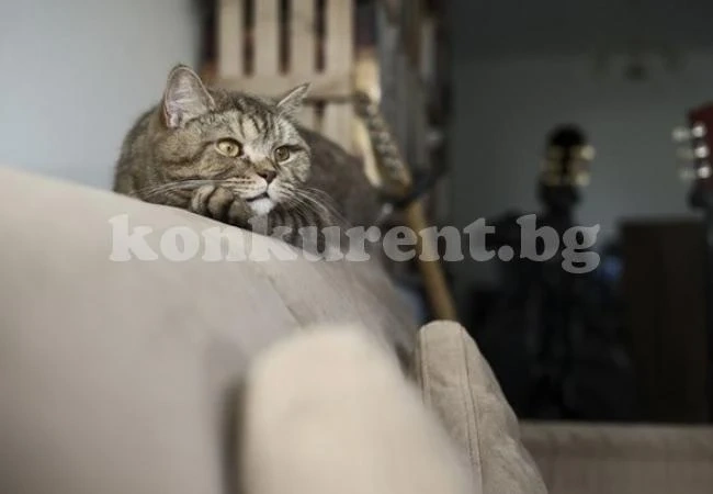 Как да чистим ефективно космите на домашния любимец