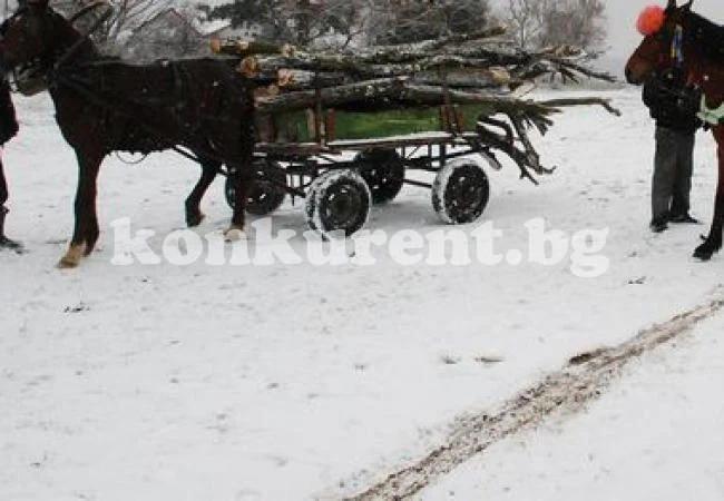 Спипаха каруца с незаконни дърва