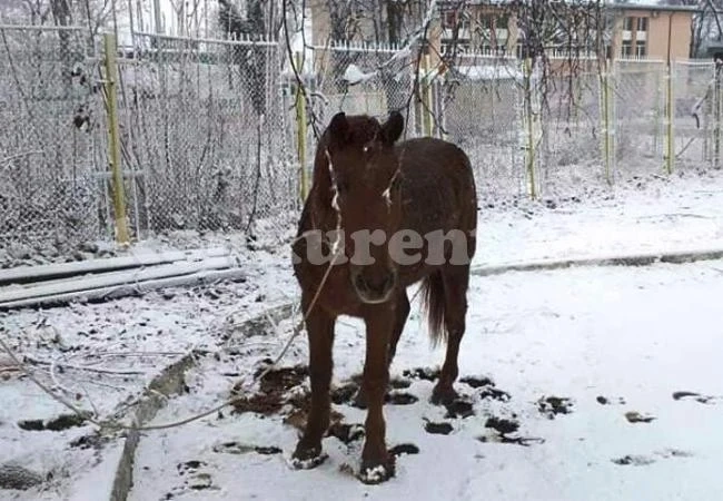 Конфискуваха кон във Враца