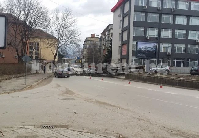 Стихията събори голямо дърво СНИМКА