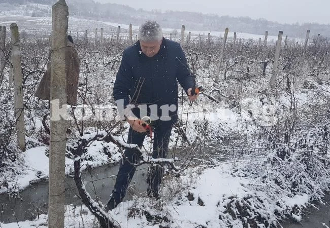 Кметът на Мездра зарязва лозите в Типченица