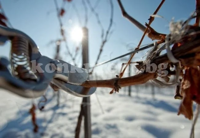 Днес имен ден празнуват няколко имена