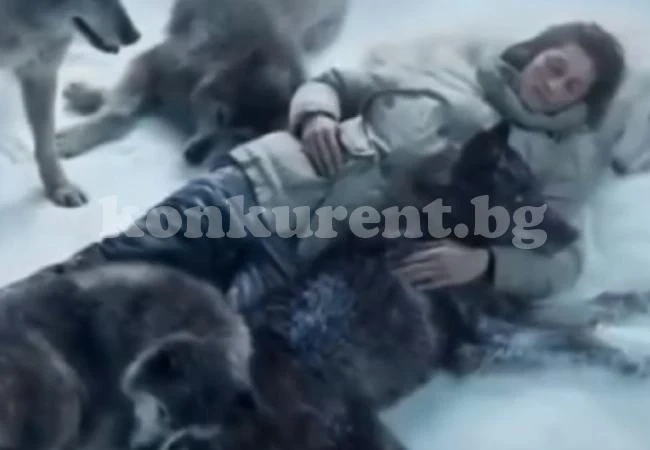 Глутница вълци спасиха от снежна буря бременна жена и я топлиха, докато оцелее (ВИДЕО)