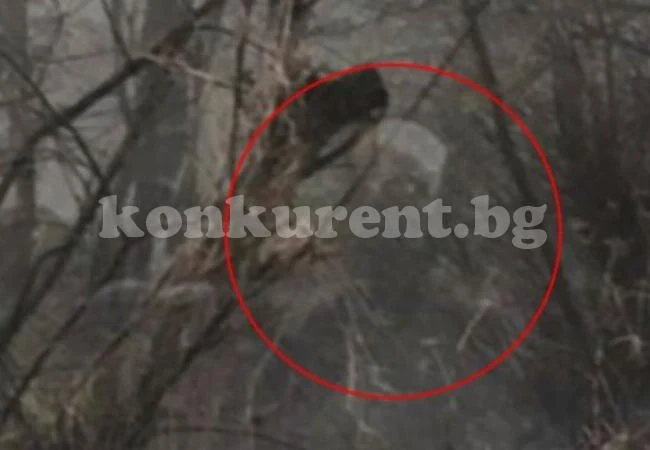 Страховит призрак с оглозган череп броди по улиците на английския град Станстед (ВИДЕО)