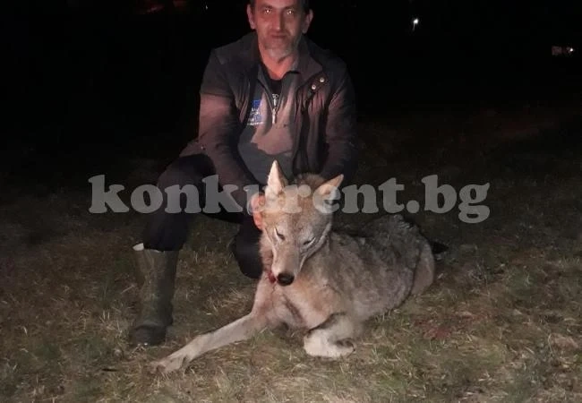 Татуист повали 45-килограмов вълк