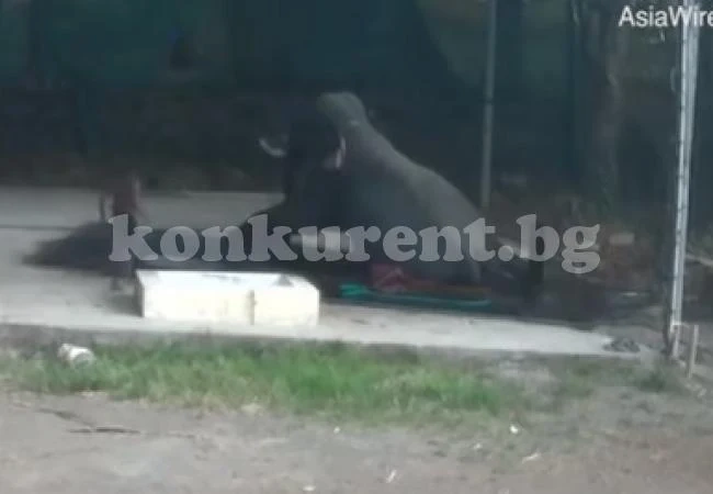 Слон премаза човек, налагал го с пръчка (Видео)