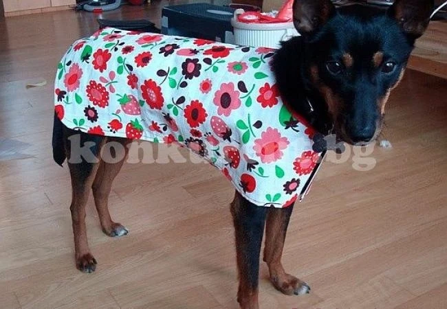 Бъдете готови за дъжда, като направите саморъчен дъждобран за кучета
