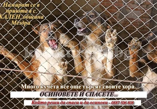 Осиновяват се кучета от приюта в с. Кален