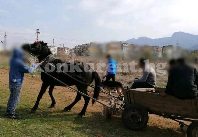 Конфискуваха кон и каруца във Враца