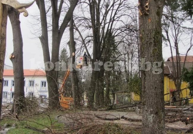 В Берковица режат опасните сухи клони