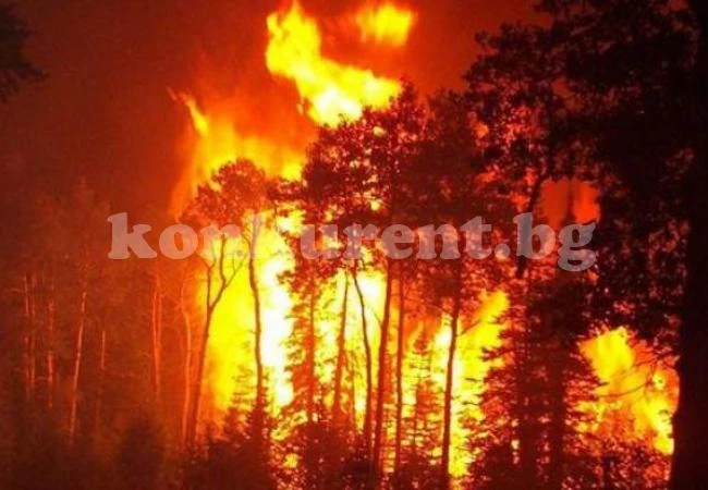 Пожар погълна 45 дка борова гора