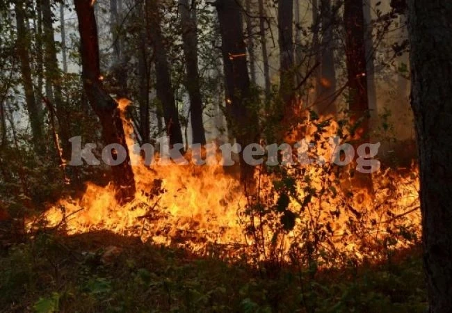 Спасиха 25 декара иглолистна гора край Гюргич